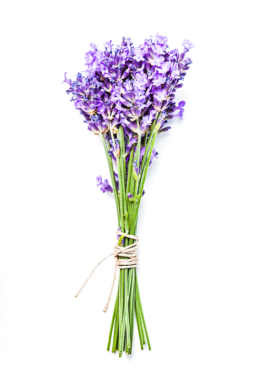 Fresh lavender bunch close up over white background