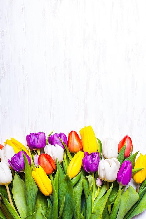 Color tulips on the shabby chic white wooden board. Spring concept with copy space