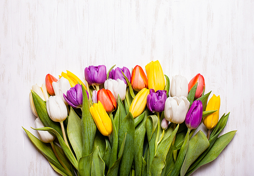 Color tulips on the shabby chic white wooden board. Spring concept with copy space