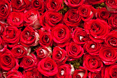 Red roses background, pattern for wedding design