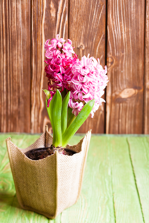 Pink spring hyacinth in a pot. Revival concept