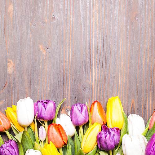 Color tulips on the rustic gray wooden board. Spring concept with copy space