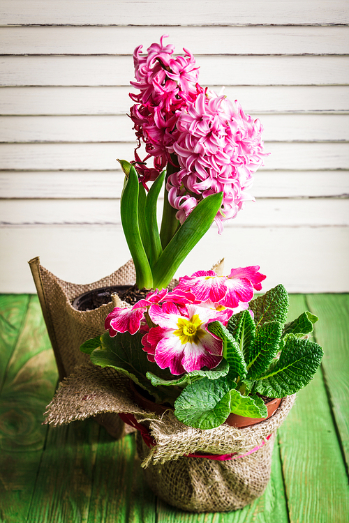 Pink spring flowers in a pot. Revival concept