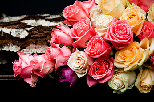 Luxury pink and beige roses border on the black background