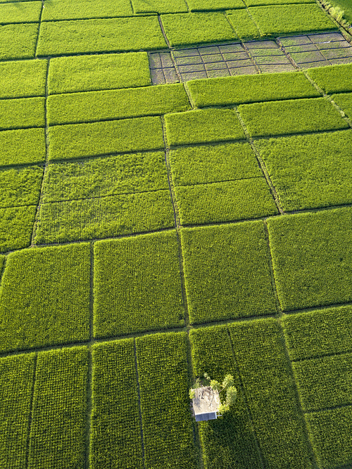 Aerial view of rice fields,Bali,Indonesia