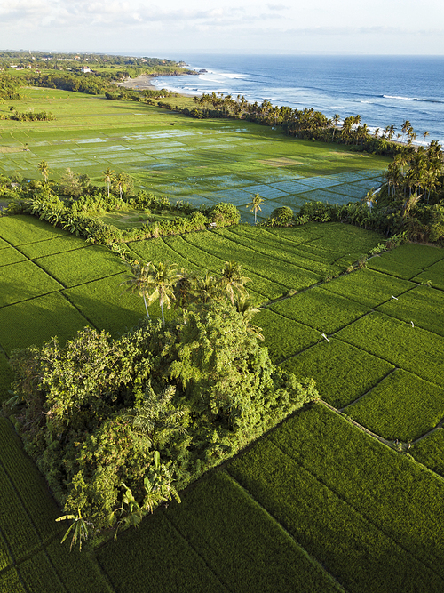 Aerial view of rice fields,Bali,Indonesia