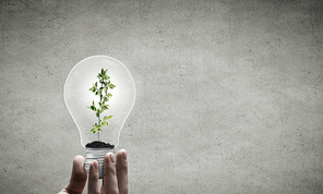 Close up of hand holding light bulb with tree inside