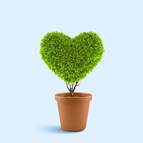 Image of plant in pot shaped like heart