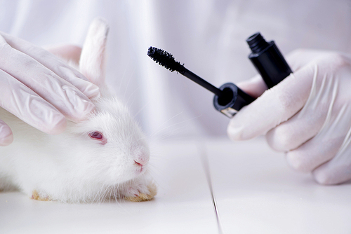 White rabbit in scientific lab experiment