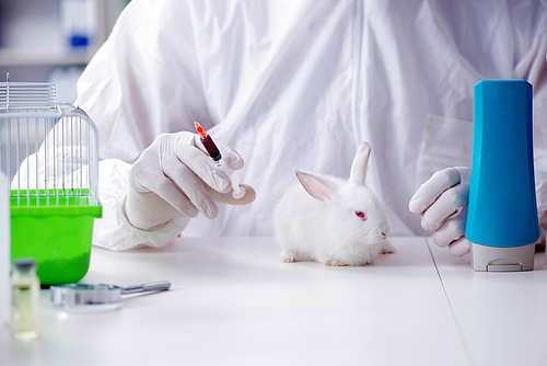 White rabbit in scientific lab experiment