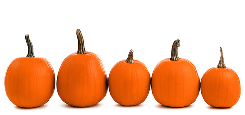 five orange pumpkins in a row isolated on white,  concept