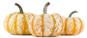 Three striped yellow pumpkins isolated on white background, Halloween concept