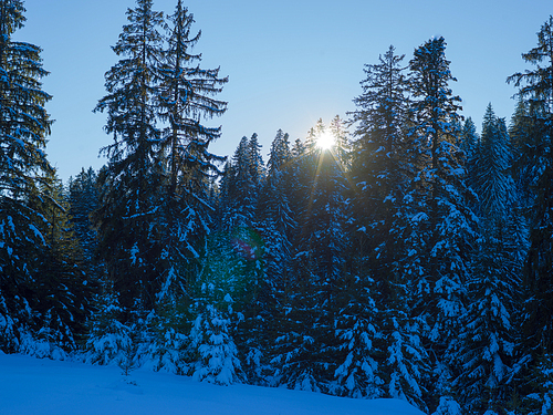 winter landscape tree covered with fresh snow in sunset