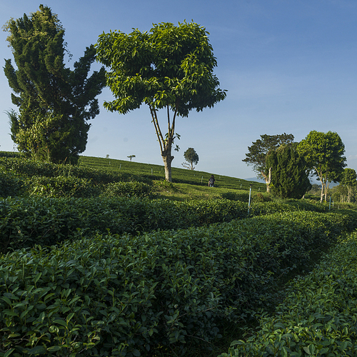 Scenic view of tea plantation, Chiang Rai, Thailand