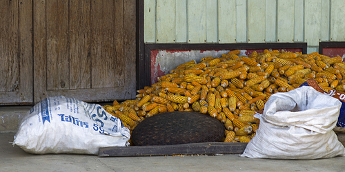 Heap of corn cobs near wall, Chiang Rai, Thailand