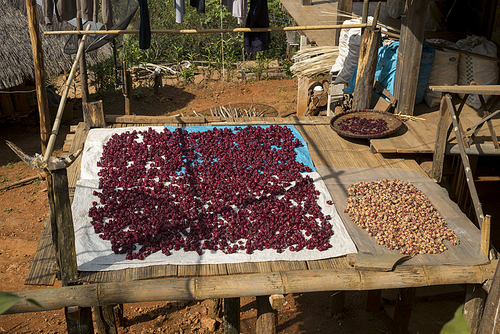 Spices drying outside a house, Chiang Rai, Thailand