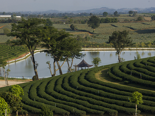 Scenic view of tea plantation and pond, Chiang Rai, Thailand