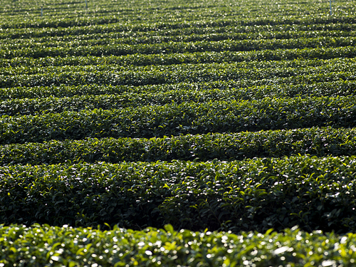 Field in tea plantation, Chiang Rai, Thailand