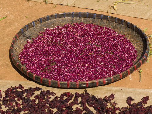 Close-up of red beans and spices drying in sunlight, Chiang Rai, Thailand