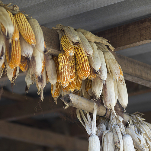 Low angle view of corn cobs hanging from roof beam, Chiang Rai, Thailand