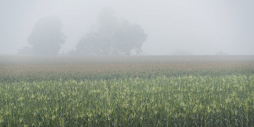 Misty landscape in early morning, Chiang Rai, Thailand