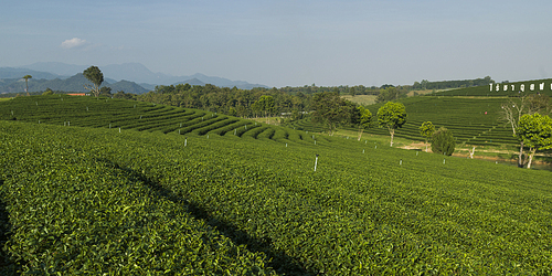 Scenics view of tea plantation, Chiang Rai, Thailand