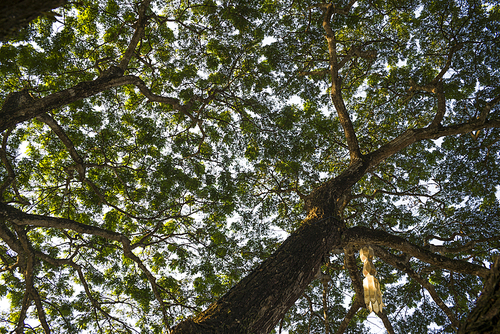 Low angle view of tree canopy, Chiang Rai, Thailand