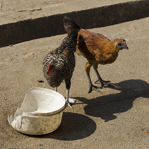 Two hens on street, Chiang Rai, Thailand