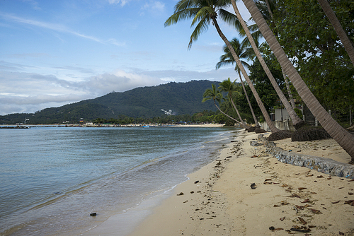 Palm trees on beach, Koh Samui, Surat Thani Province, Thailand