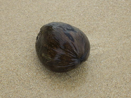 Close-up of wet coconut on beach, Koh Samui, Surat Thani Province, Thailand