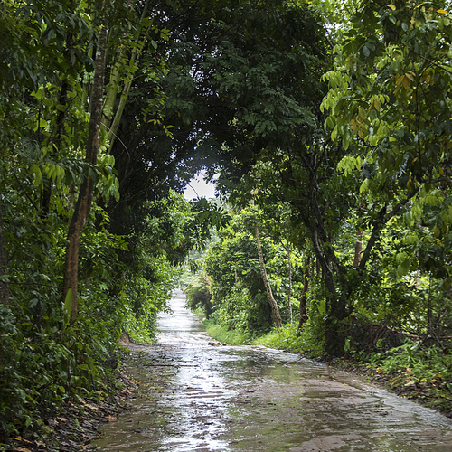 Wet road after rain passing through forest, Koh Samui, Surat Thani Province, Thailand