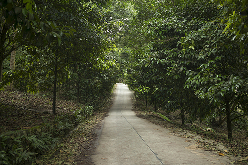 Road passing through forest, Koh Samui, Surat Thani Province, Thailand