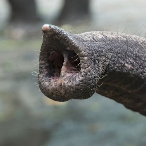 Close-up of elephant trunk, Koh Samui, Surat Thani Province, Thailand