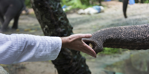 Elephant trunk taking food from person's hand, Koh Samui, Surat Thani Province, Thailand