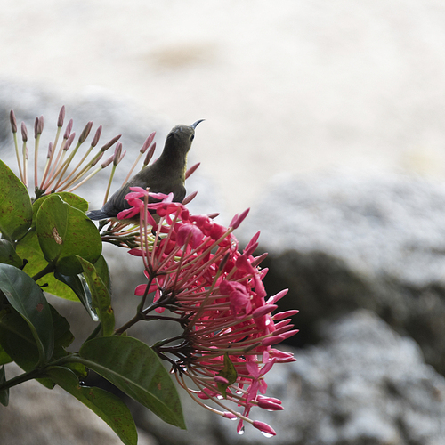 Bird perching on flowering plant, Koh Samui, Surat Thani Province, Thailand