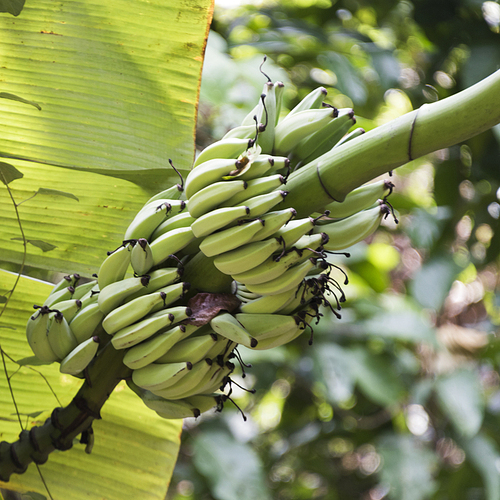 Bunch of bananas growing on tree, Koh Samui, Surat Thani Province, Thailand