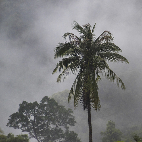 Trees covered in fog, Koh Samui, Surat Thani Province, Thailand