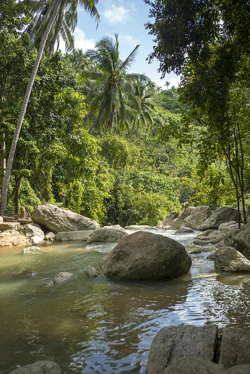 Stream flowing through forest, Koh Samui, Surat Thani Province, Thailand