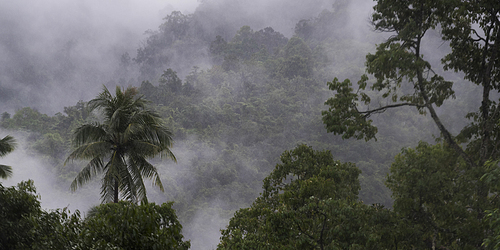 Trees covered in fog, Koh Samui, Surat Thani Province, Thailand