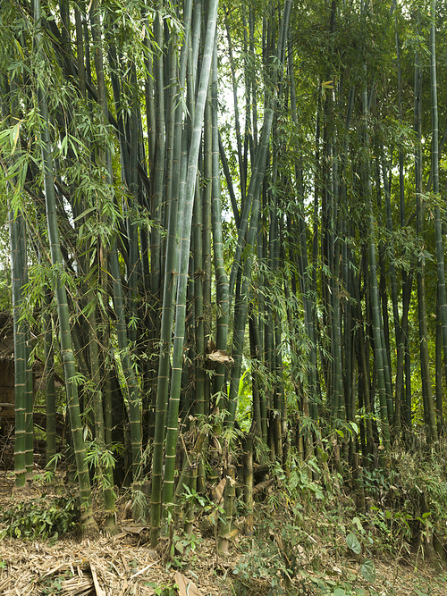 Bamboo trees in grove, Laos