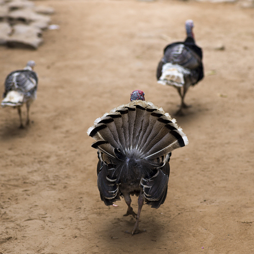 Close-up of turkey bird in farm, Laos