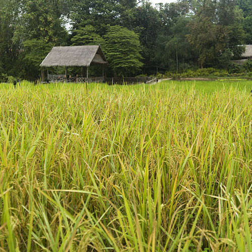 Close-up of rice crop growing in field, Kamu Lodge, Ban Gnoyhai, Luang Prabang, Laos