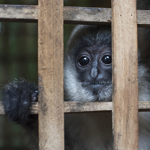 Close-up of langur in zoo, Tad Sea Waterfall, Luang Prabang, Laos