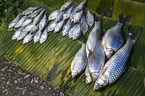 Elevated view of fish for sale, Luang Prabang, Laos