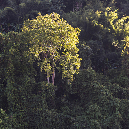 Trees in forest, Oudomxay Province, Laos