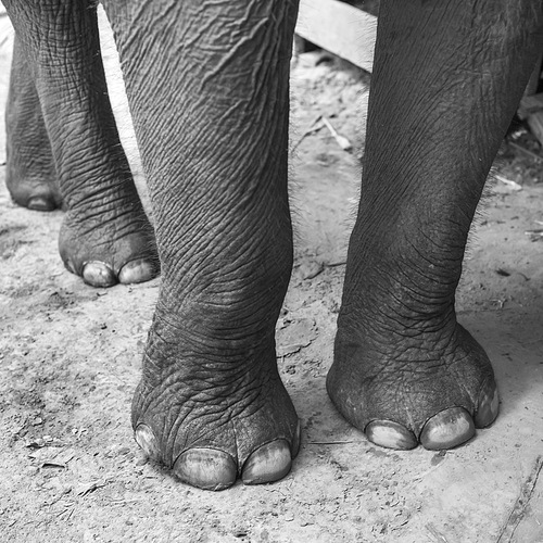 Legs of elephant, Tad Sea Waterfall, Luang Prabang, Laos