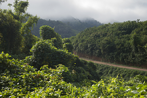 Elevated view of trees, Luang Prabang, Laos