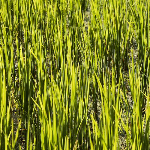 Close-up of rice crop growing in field, Kamu Lodge, Ban Gnoyhai, Luang Prabang, Laos