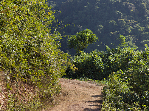 Dirt road passing through forest, Luang Prabang, Laos