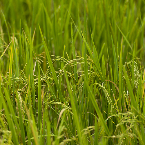 Close-up of rice crop growing in field, Kamu Lodge, Ban Gnoyhai, Luang Prabang, Laos